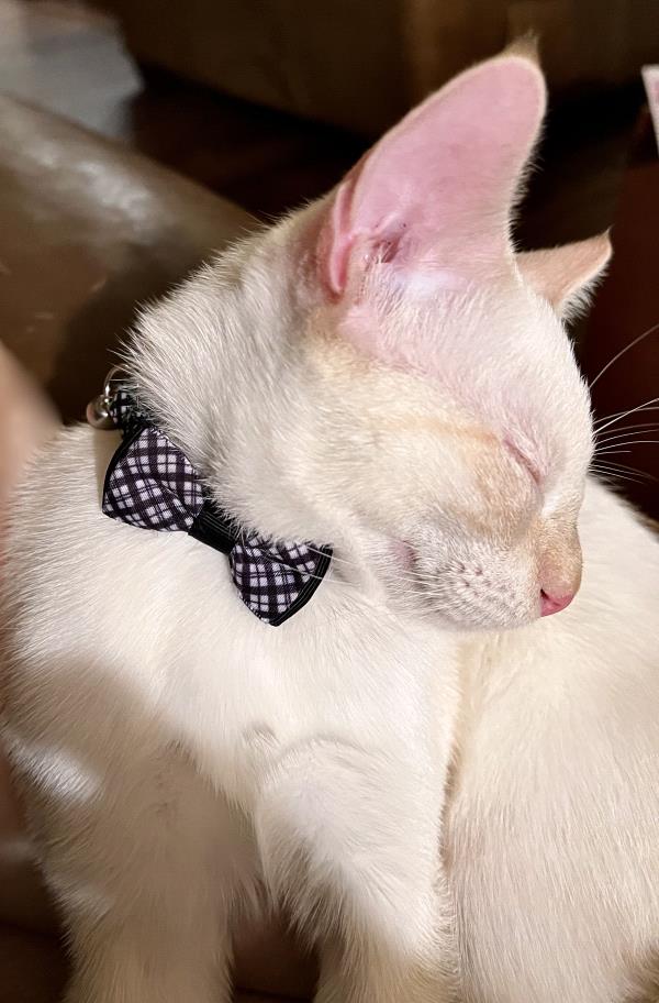 /Images/uploads/Friends of Seal Beach Animal Care Center/2022sbacc/entries/21646thumb.jpg